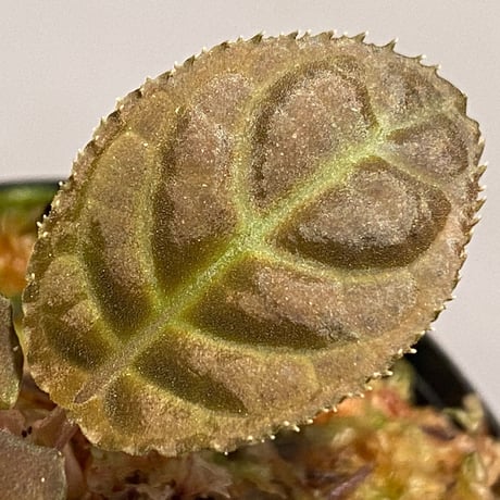 Ardisia sp. from Thailand
