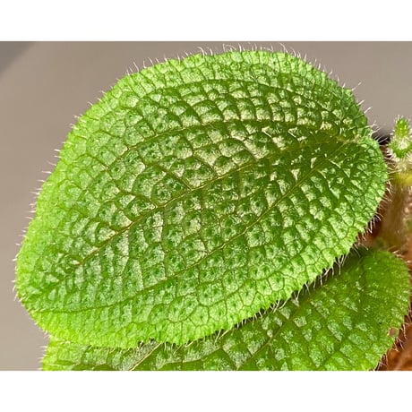 Phyllagathis sp. from Dong Nai province south Vietnam