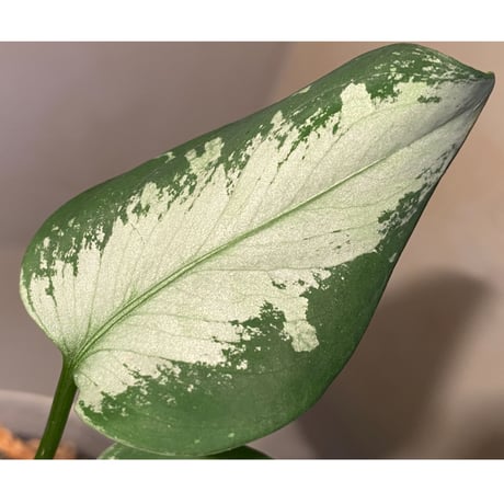 Aglaonema pictum from Aceh sumatera [GT1803]