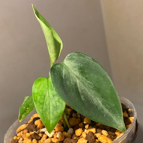 Aglaonema pictum "Eureka Mk-2" DFS from Sumatra barat [AZ0912-1] ①