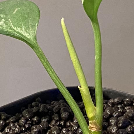 Aglaonema pictum A "しるば〜らいん" from Aceh sumatera [LA0315-04j]