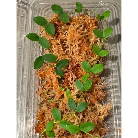 Ficus sp. from Trat Thailand