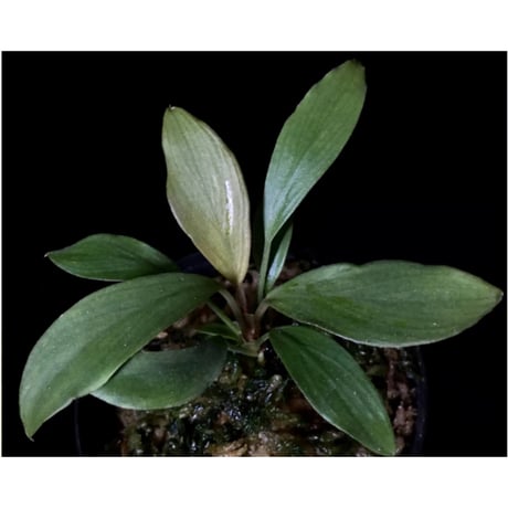 Homalomena cf. hasei from Aceh sumatera [LA1118-03]