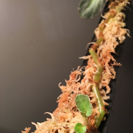 Begonia thelmae from  Brazil