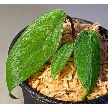 Homalomena plicata "Aceh selatan" Aceh Sumatra [TB]