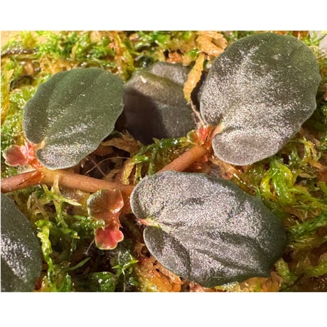 Pellionia sp. from Binh Dinh Vietnam