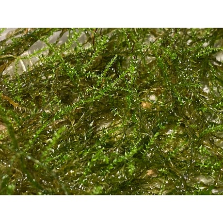 Moss from Borneo