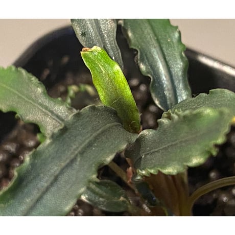 Bucephalandra sp. from "Mangat" [MF0417-2A]