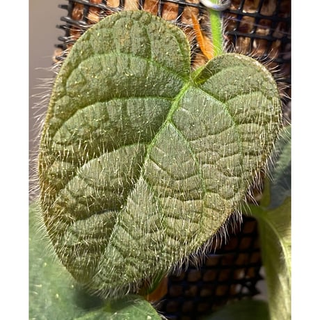 Ficus sp. from Selangor