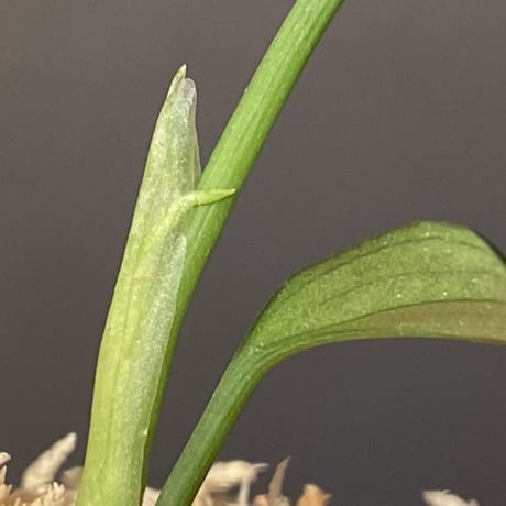 Aglaonema pictum "しるば〜らいん" from Aceh sumatera [LA0918-04j]