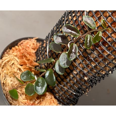 Marcgravia sp. "Azreal"