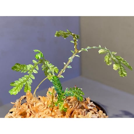 Selaginella willdenowii "variegata" 伊藤蟻植物農園