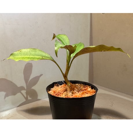 Dracaena sp. from Landak West Kalimantan