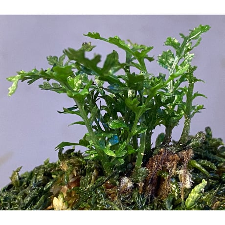 Bolbitis heteroclita cuspidata