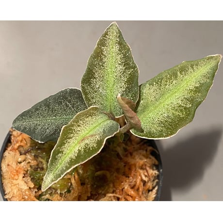 Ardisia malauiana from Kalimantan barat