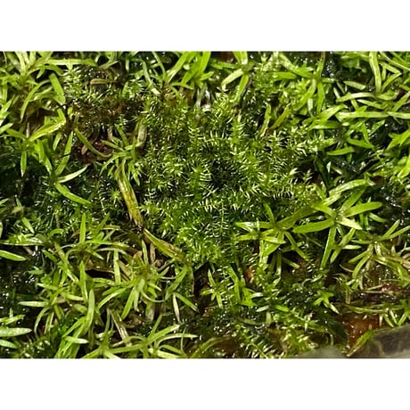 Moss from Ipoh State Malaysia