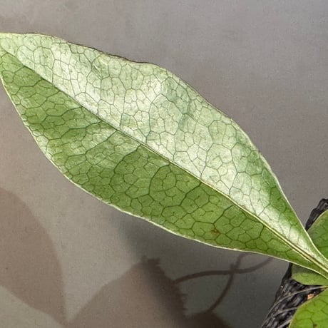 Microsorum linguiforme from South sumatera