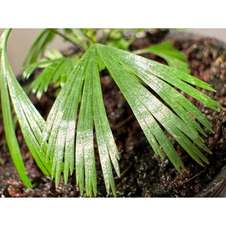 Actiniopteris australis