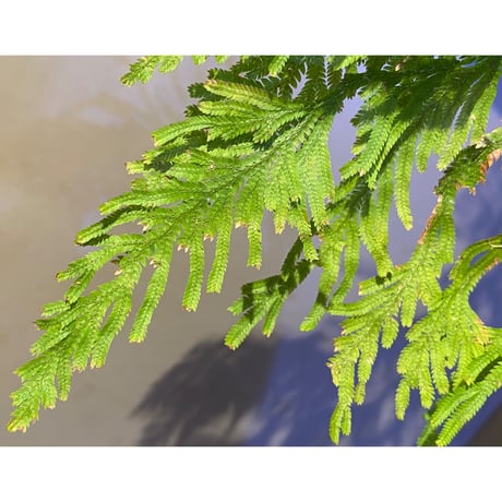 Selaginella sp. from Sangkhlaburi Kanchanaburi Thailand