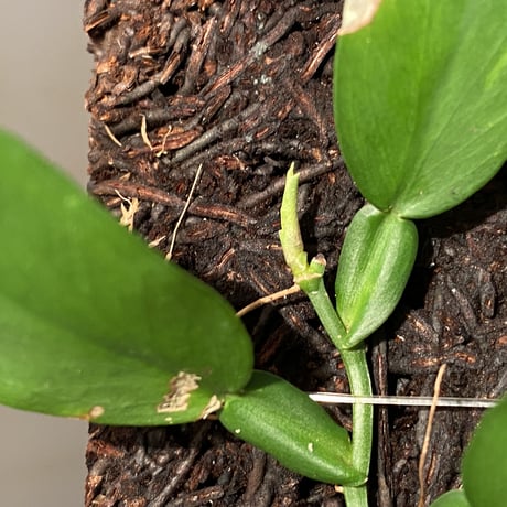 Epipremnum sp. from Prachuap Khiri Khan