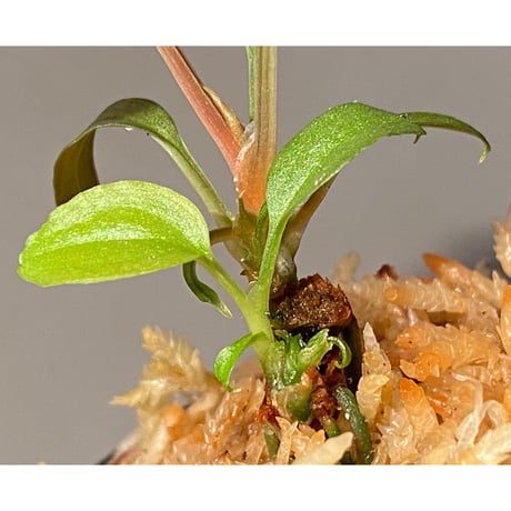 Homalomena sp. "Shirogane" SRP from Pulau Lingga[HW1017-XX]