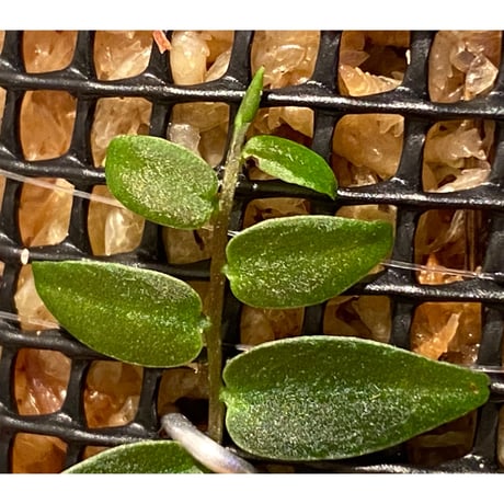 Marcgravia sp. from Colombia [LA0316-03]
