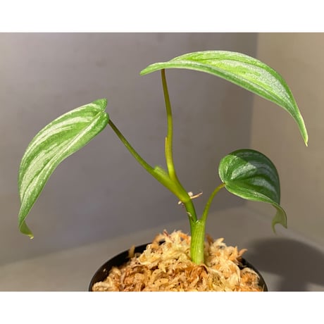 Philodendron sp. from Ecuador