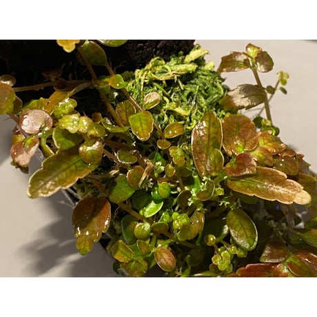 Pilea imparifolia from Iquitos Peru [tanakay]
