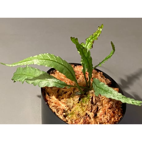 Microsorum sp. Short Dragon Tail