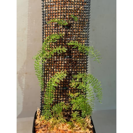 Lindsaea repens from Landak West Kalimantan