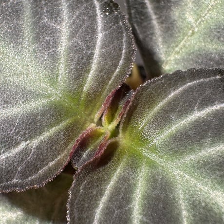 Gesneriaceae gen. from Kalimantan Barat