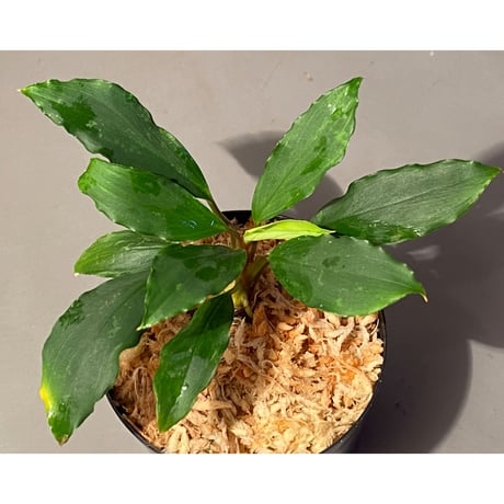 フルタドア | STORES