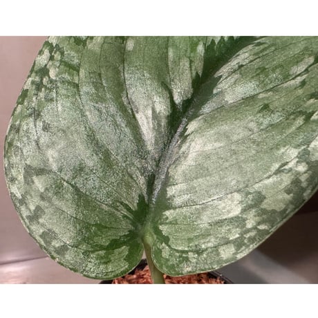 Scindapsus sp. from Kalimantan Barat