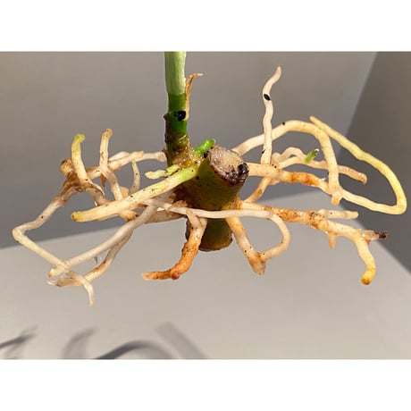 Aglaonema pictum Byarlant Custom UC from Sibolga Timur [AZ0313-1e]