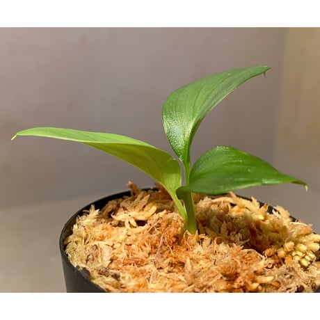 Homalomena sp . from Jerteh [TK090118-2]