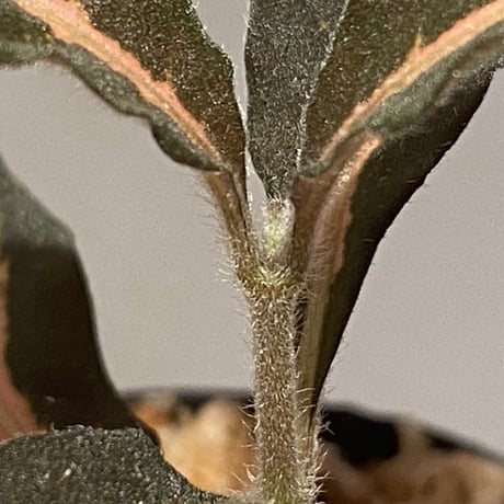 Aphelandra maculata [LA1017-02]