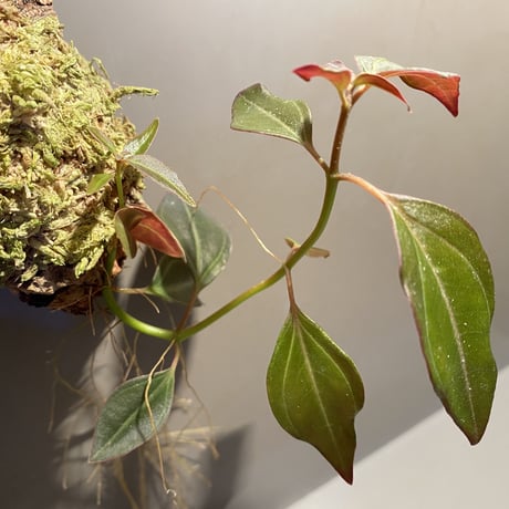 Pachycentria sp. from Selangor