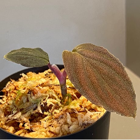 Homalomena sp. Red "Sabah-6" [R0515-03a]