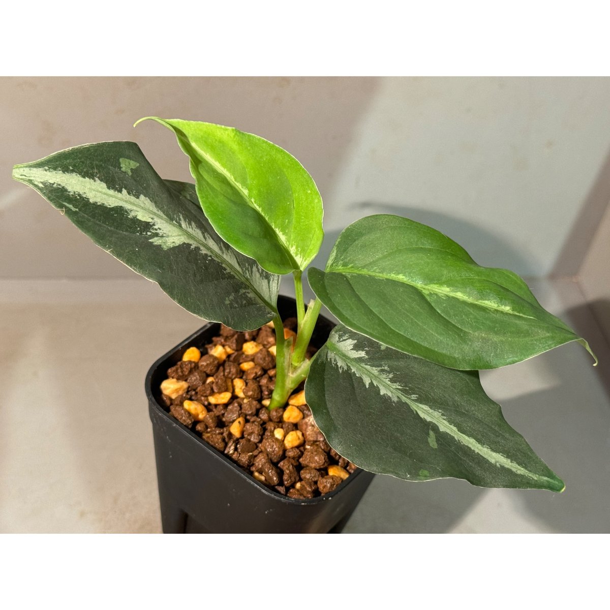 アグラオネマ　五月雨 Aglaonema pictum GW1603 