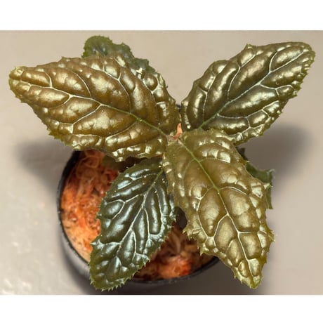 Ardisia sp. from Bengkulu [LA0315-1]