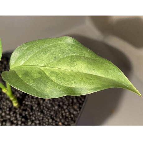 Aglaonema pictum tricolor "Siberut 3rd" [LA0212-00]