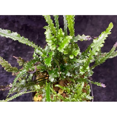 Bolbitis sp. from Kidapawan Mindanao