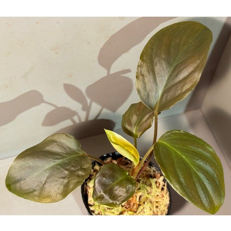 Homalomena sp. "Black Jambu" from Round Purbalingga [カミハタ 2023]