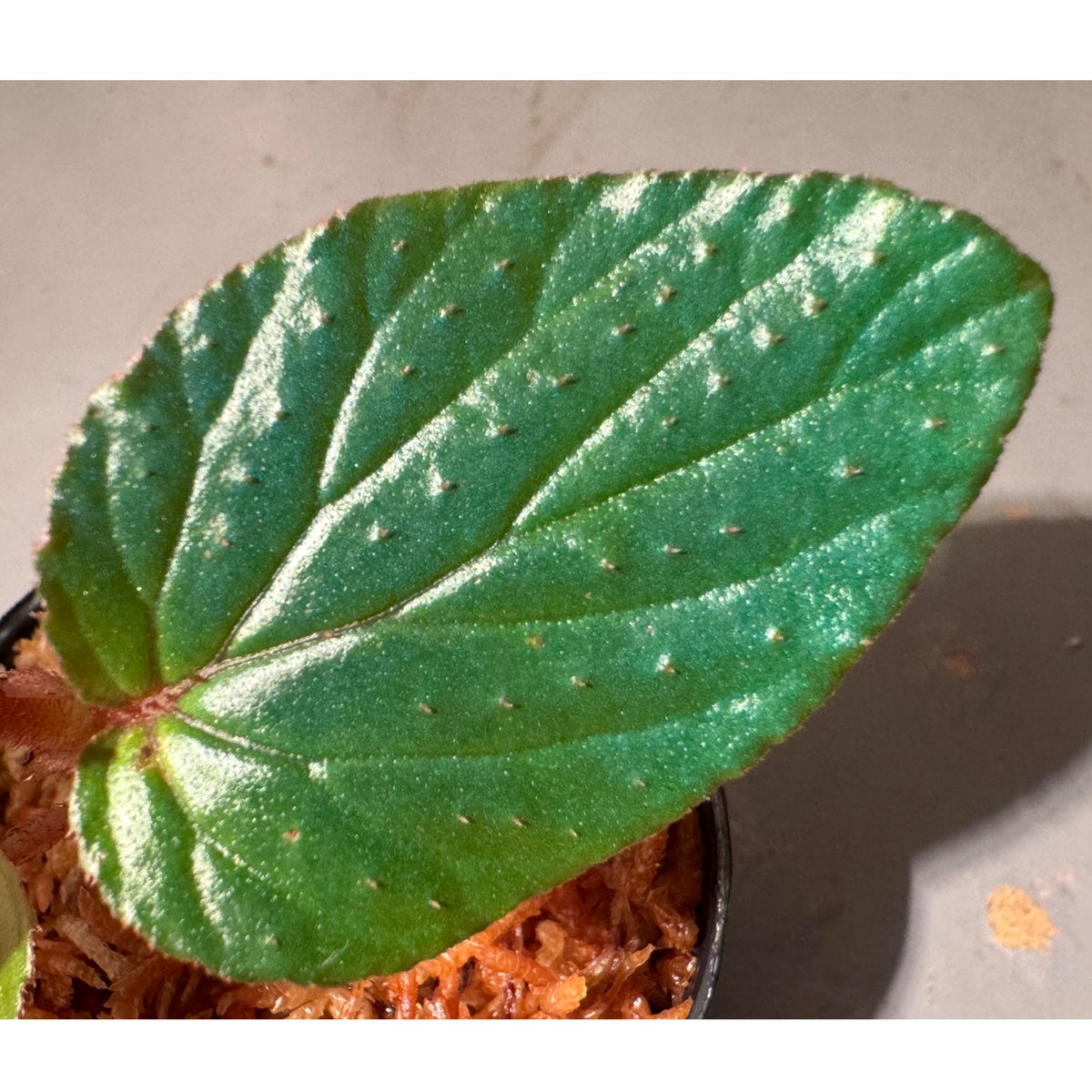 専用 超希少❣️Begonia sp. 'Kapuas hulu' 赤毛 ベゴニア 専用 超希少