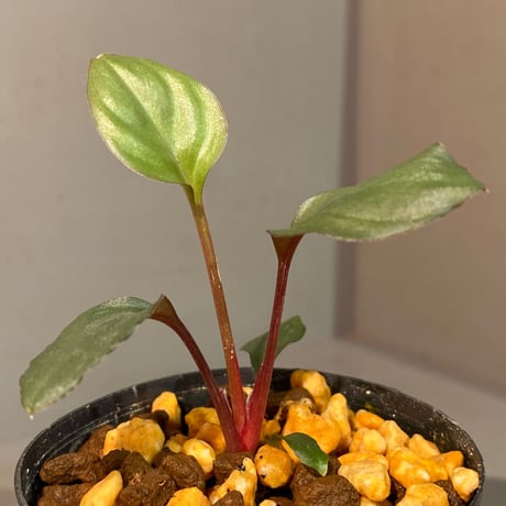 Homalomena 'Rec1-29' K0718-f1 [KZT]