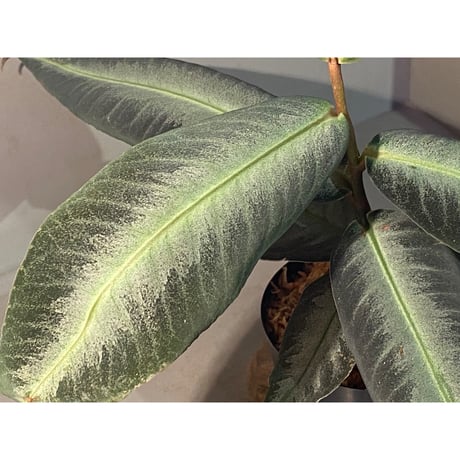 (大株) Ardisia malauiana from Kalimantan barat