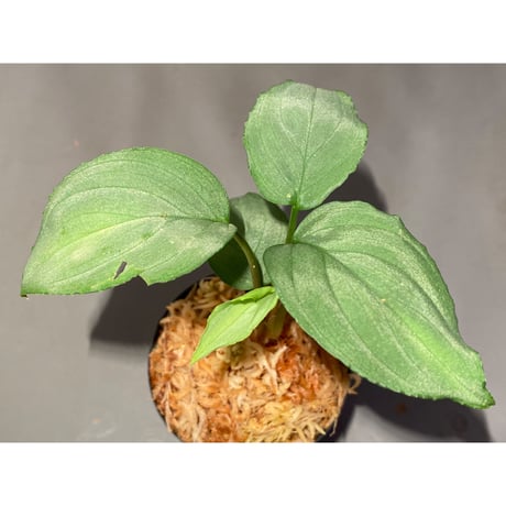 Homalomena sp. "Shirogane" SGR from Pulau Linga [HW1017-XX]
