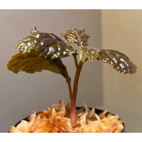 Ardisia sp. from Bengkulu [LA0315-1]