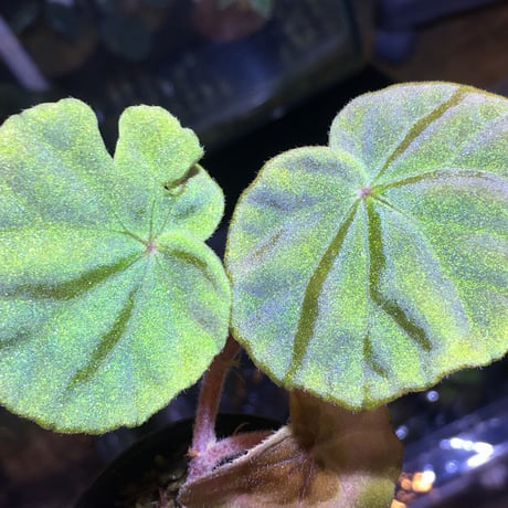 Begonia sp. from  Malay Peninsula [KN]