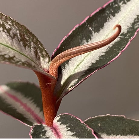 Labisia sp. from Kapuas hulu Kalimantan barat